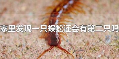 ​家里发现一只蜈蚣还会有第二只吗 家里为什么会出现蜈蚣