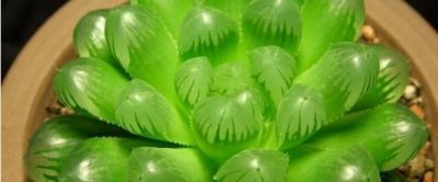 ​玉露干瘪了怎么恢复