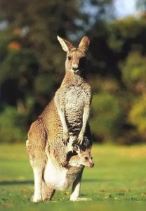 身体上有口袋的动物你知道多少?